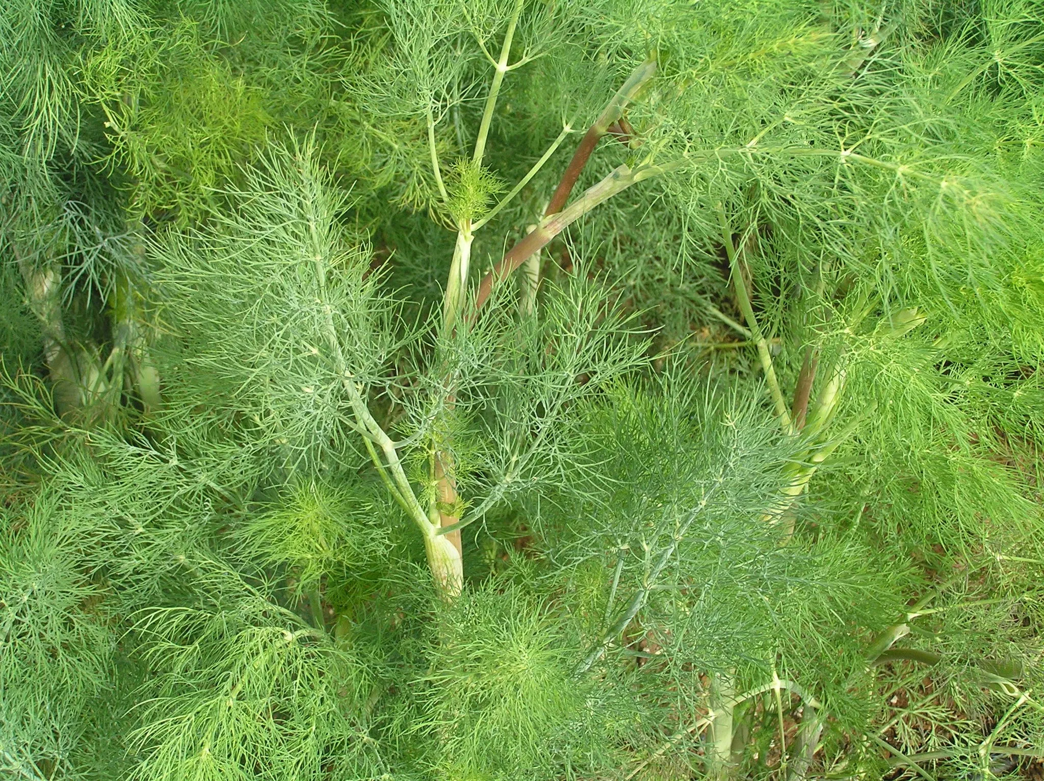 Dill