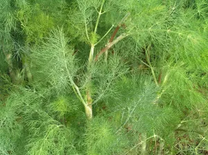 Dill