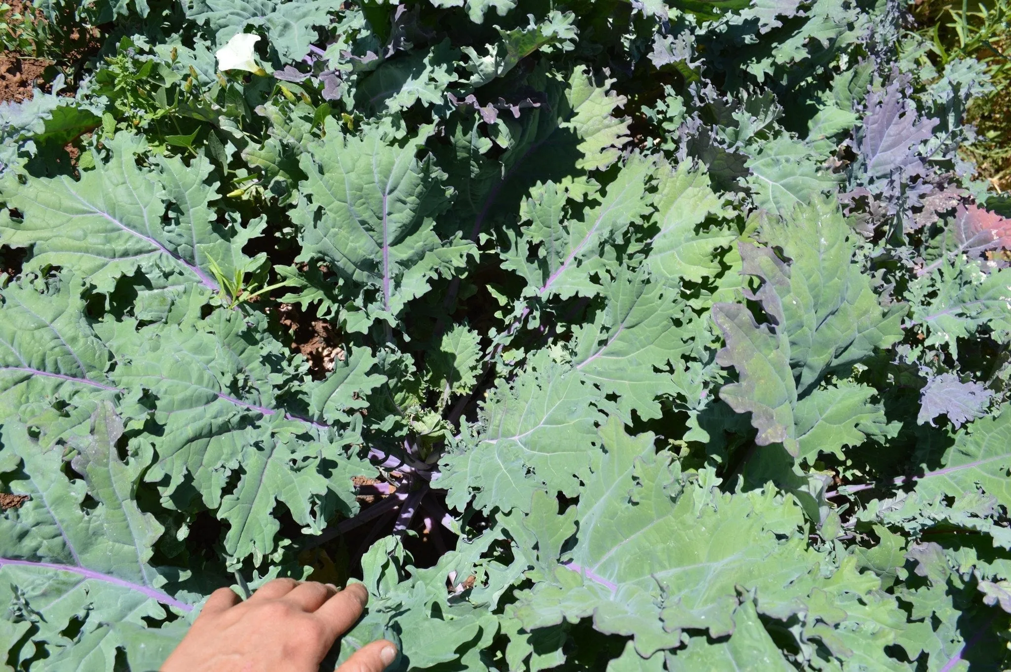 Kale, Red Russian