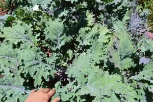 Kale, Red Russian
