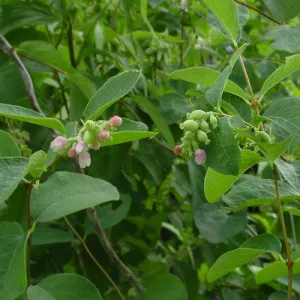 Snowberry (Symphoricarpos albus)