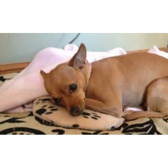 Snugglesafe Microwave Heat Pad for Dogs and Cats